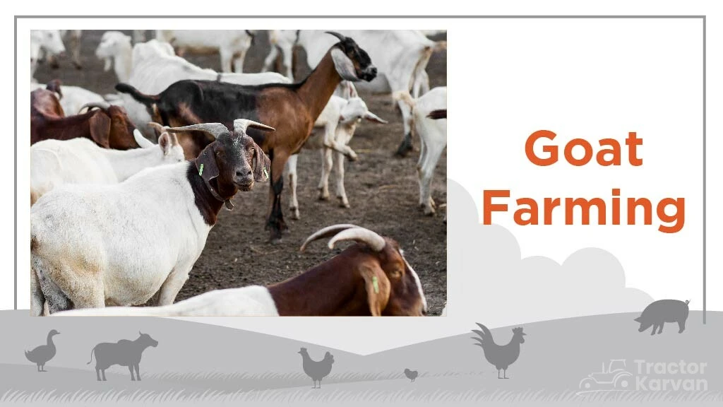 Top Livestock Farming Business - Goat Farming