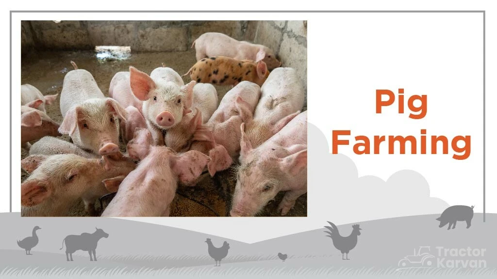 Top Livestock Farming Business - Pig Farming