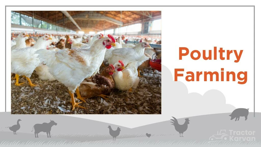Top Livestock Farming Business - Poultry Farming