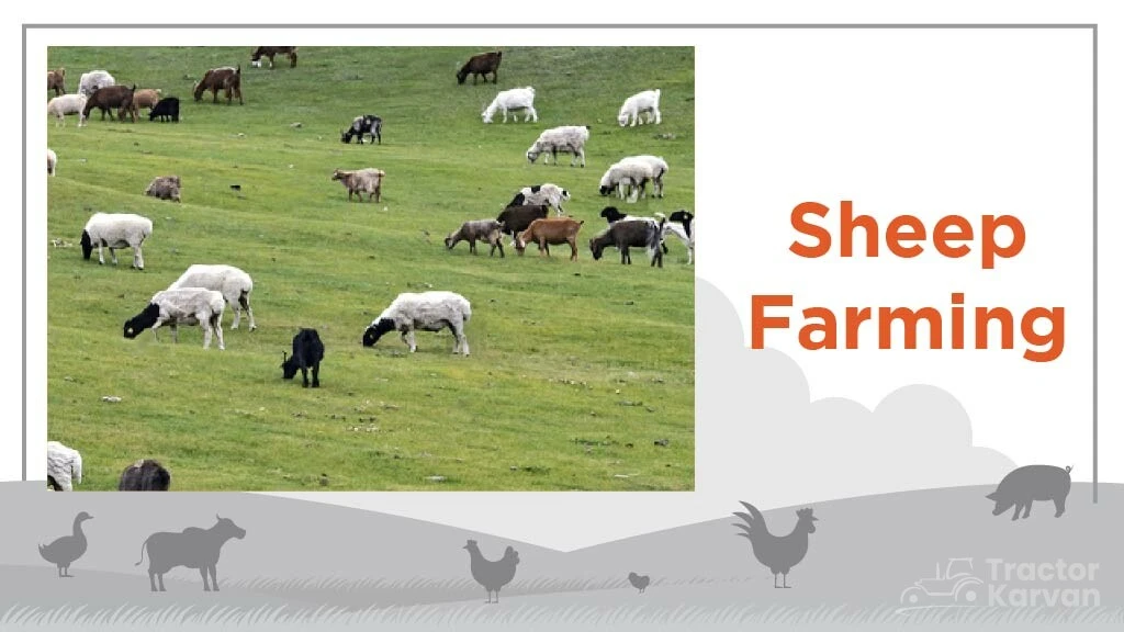 Top Livestock Farming Business - Sheep Farming