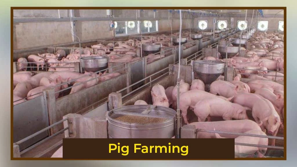 Pig Farming