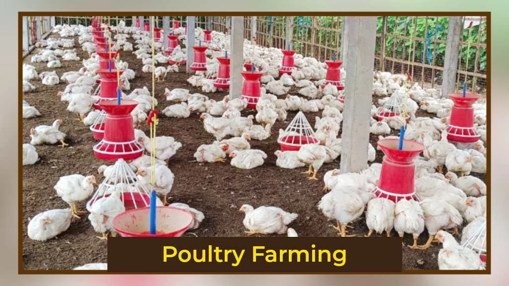 Poultry Farming