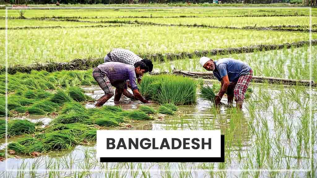 Top Rice Producing Countries in the World - Bangladesh