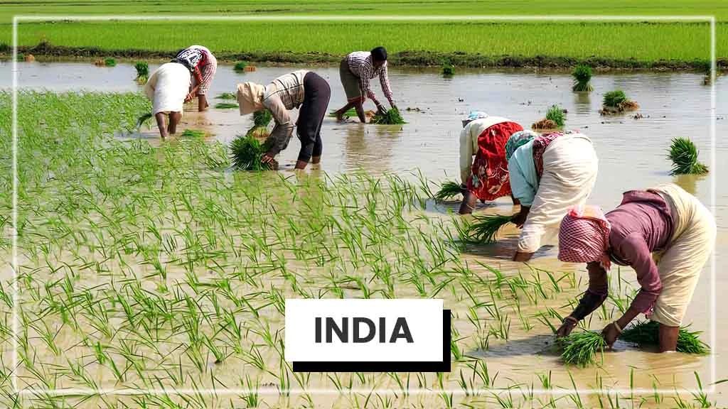 Top Rice Producing Countries in the World - India 