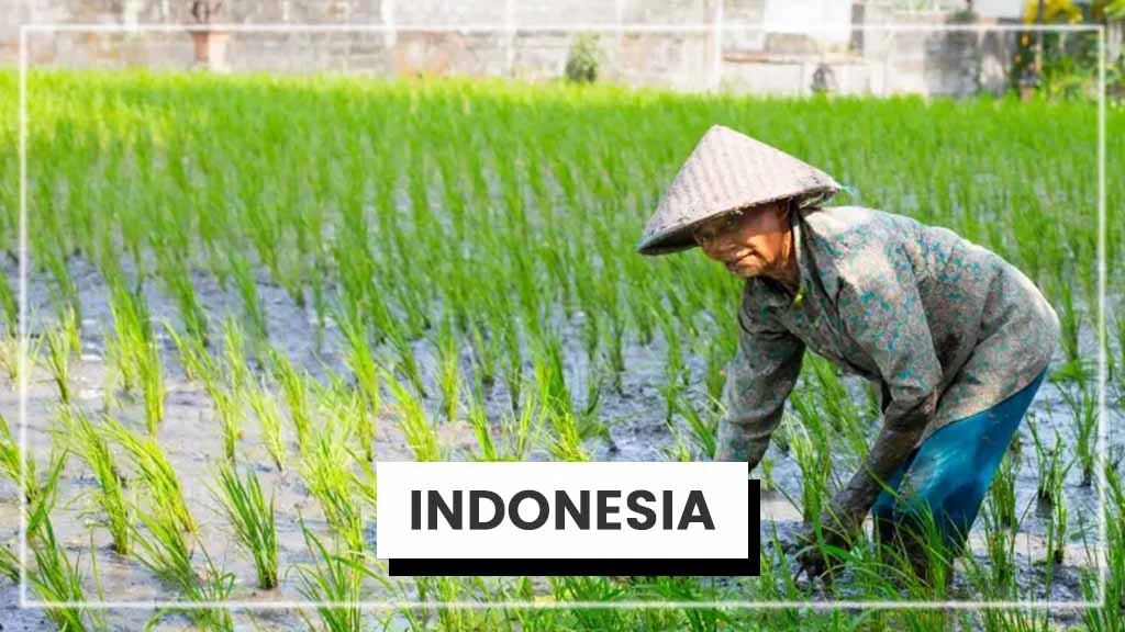 Top Rice Producing Countries in the World - Indonesia