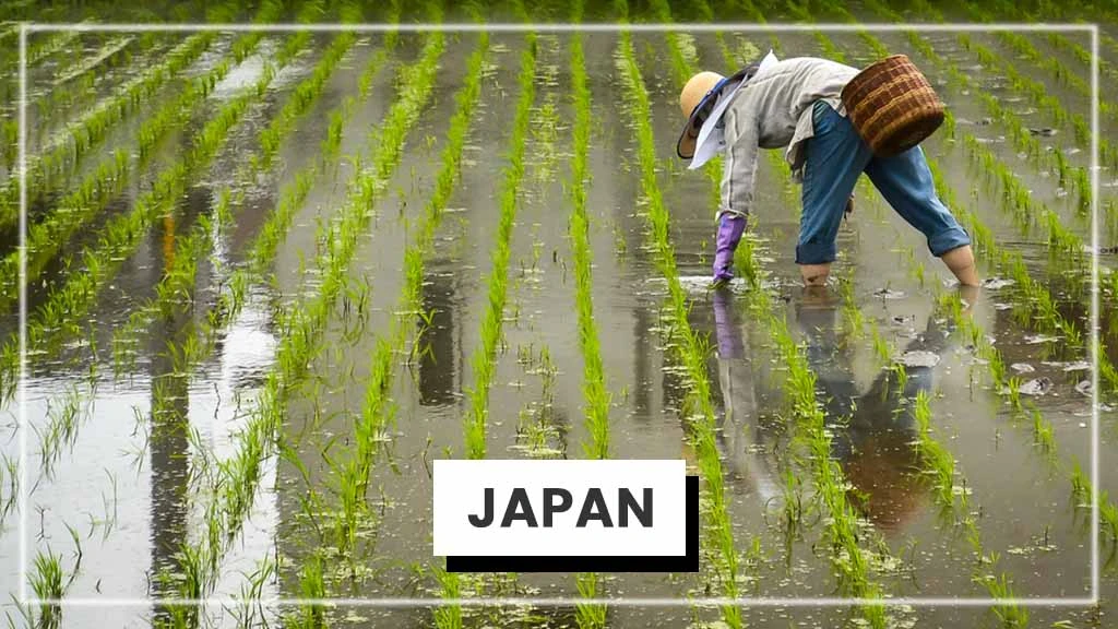 Top Rice Producing Countries in the World - Japan