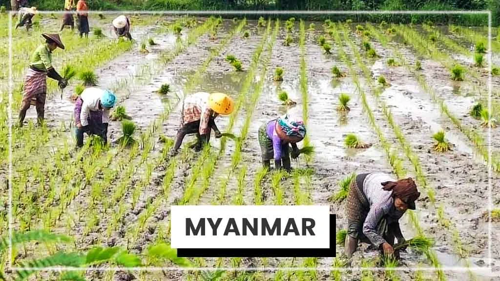 Top Rice Producing Countries in the World - Myanmar