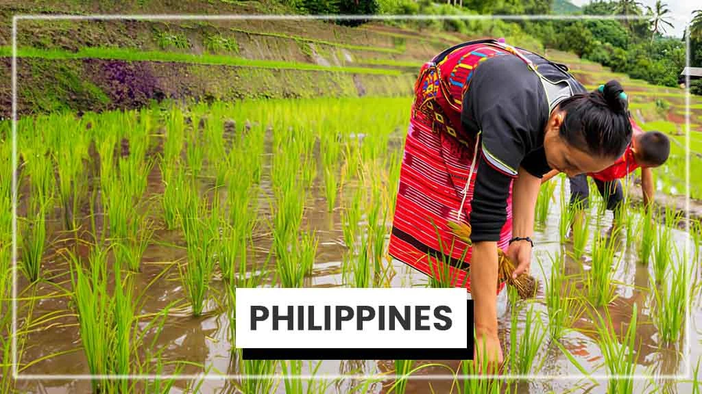 Top Rice Producing Countries in the World - Philippines 