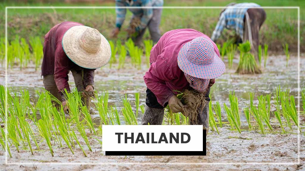 Top Rice Producing Countries in the World - Thailand