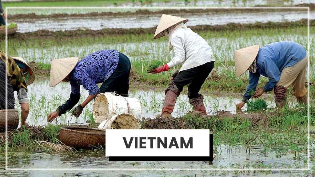 Top Rice Producing Countries in the World - Vietnam