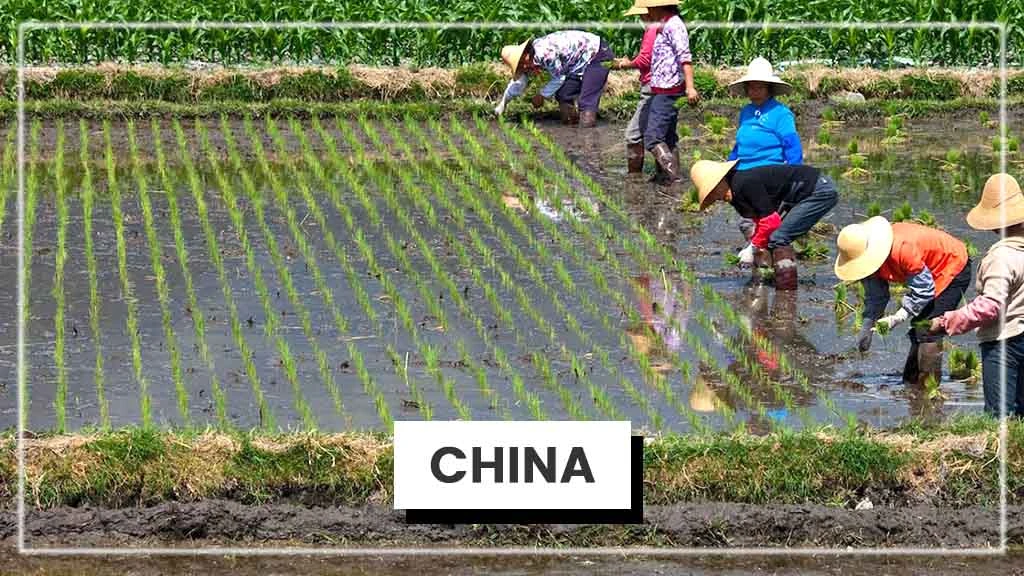 Top Rice Producing Countries in the World - China