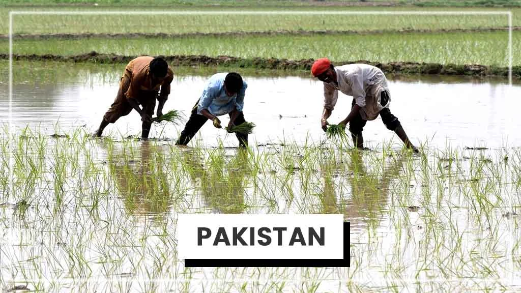 Top Rice Producing Countries in the World - Pakistan 