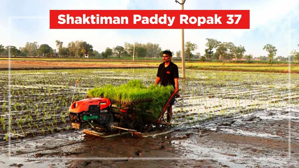 Top Rice Transplanters-Shaktiman Paddy Ropak 37