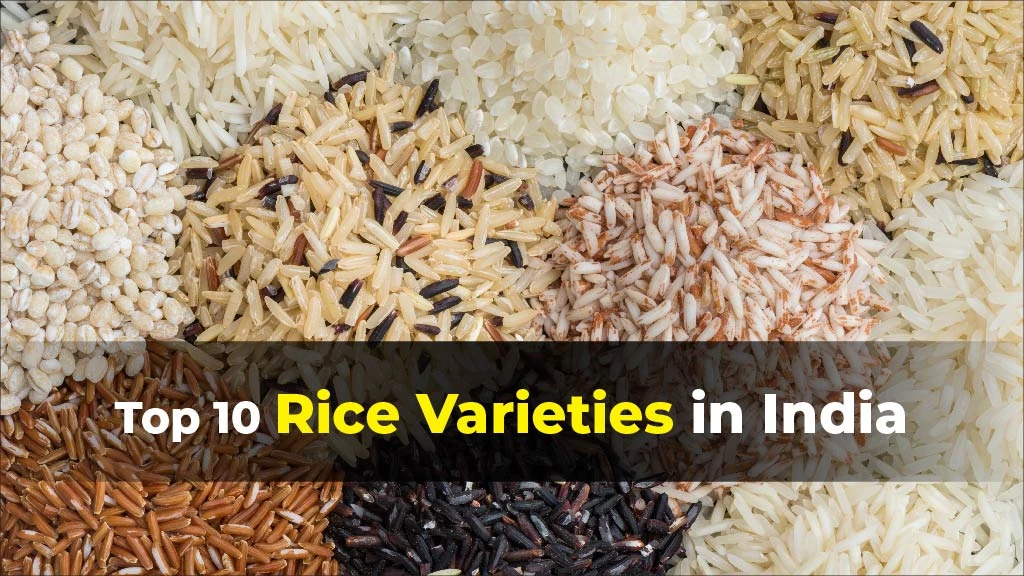 Top 10 Rice Varieties in India: Key Features and Characteristics