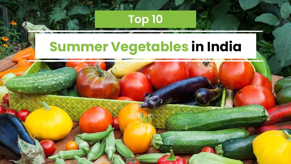 List of Top 10 Summer Vegetables in India