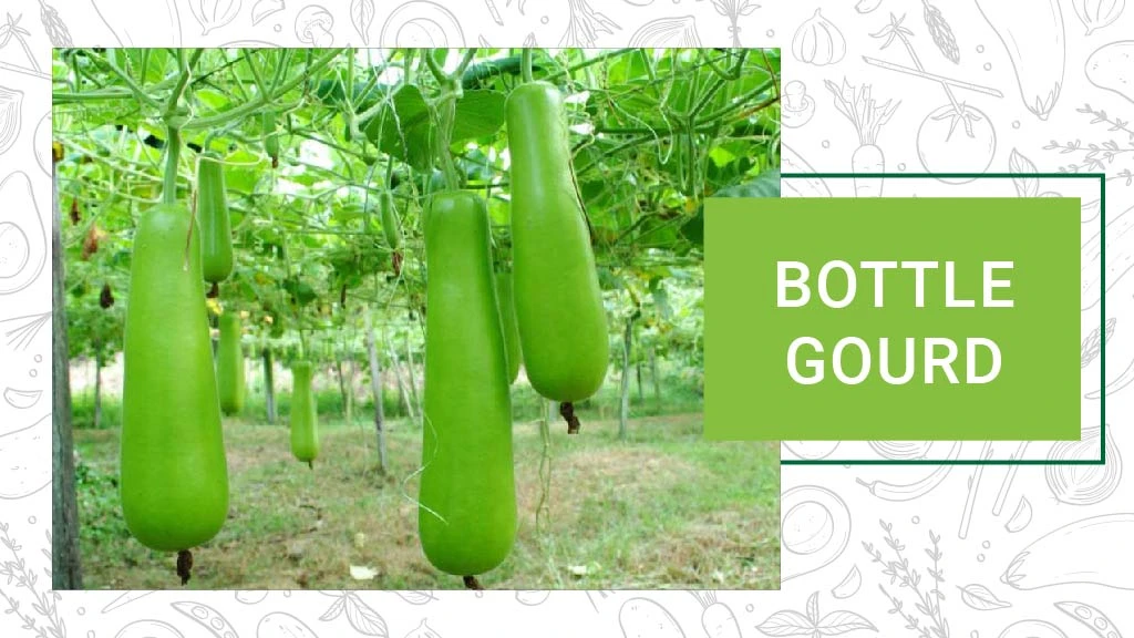 Top Summer Vegetables - Bottle Gourd