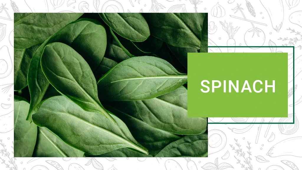 Top Summer Vegetables - Spinach