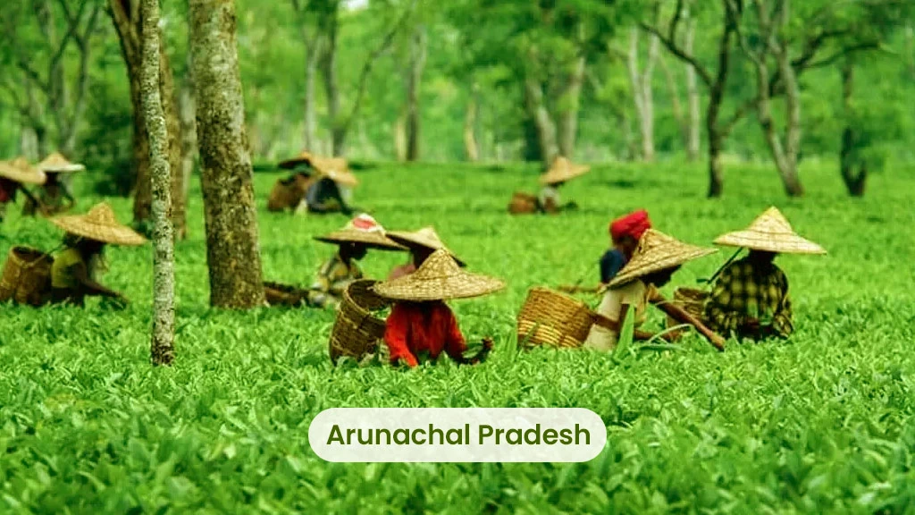 Tea Producing States - Arunachal Pradesh