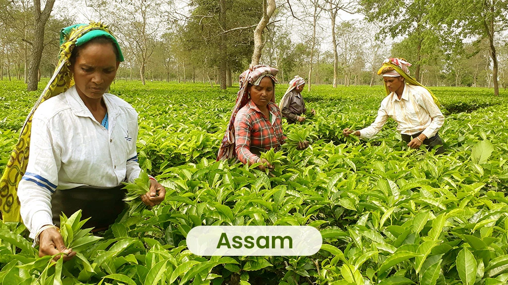 Tea Producing States - Assam