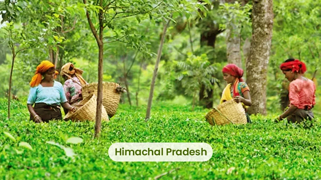 Tea Producing States - Himachal Pradesh