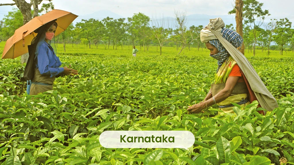 Tea Producing States - Karnataka