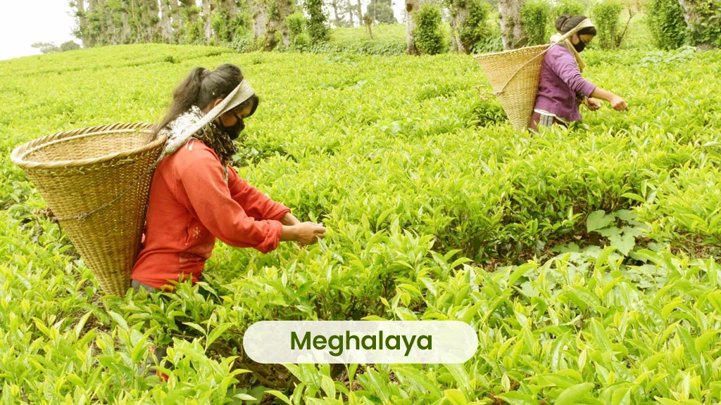 Tea Producing States - Meghalaya