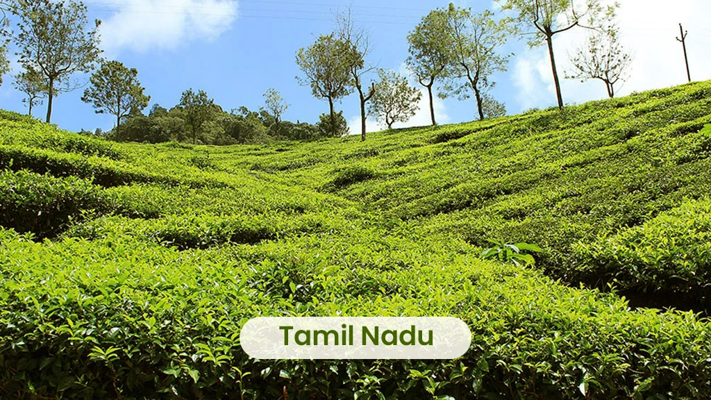 Tea Producing States - Tamil Nadu