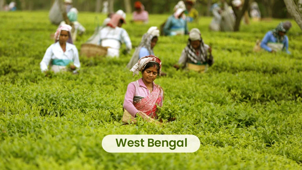Tea Producing States - West Bengal
