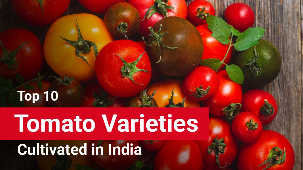 Top 10 Tomato Varieties Cultivated in India: A Complete List