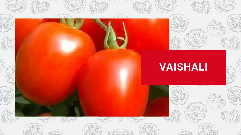 Top 10 Tomato Varieties Cultivated in India Tractorkarvan