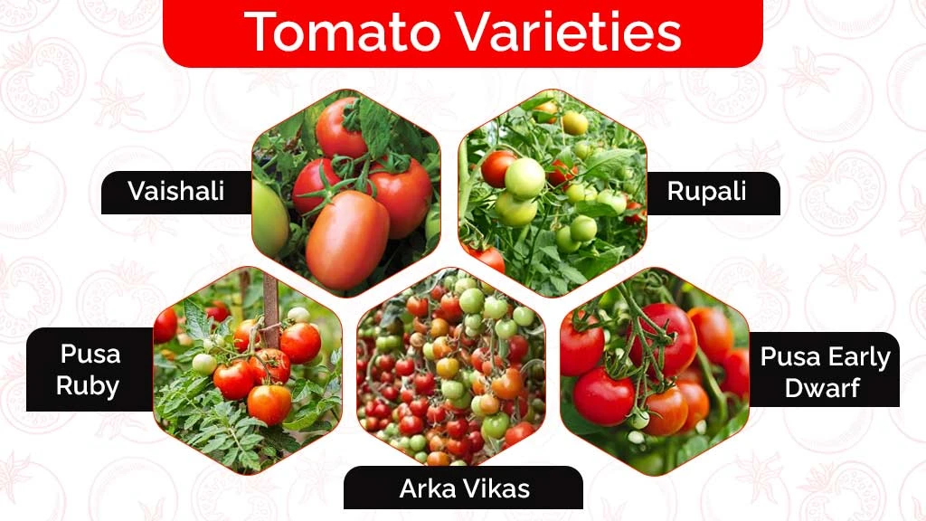 Popular Tomato Varieties in India