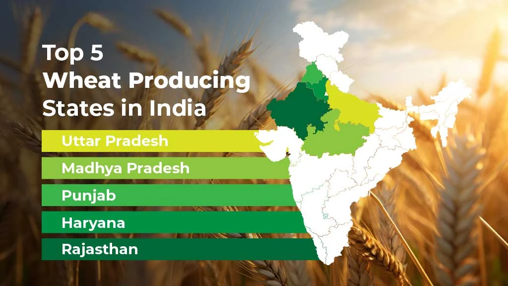 Top 5 Wheat Producing States in India 2024
