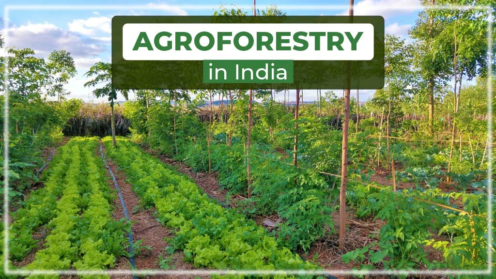 Agroforestry in India: Meaning, Types and Benefits