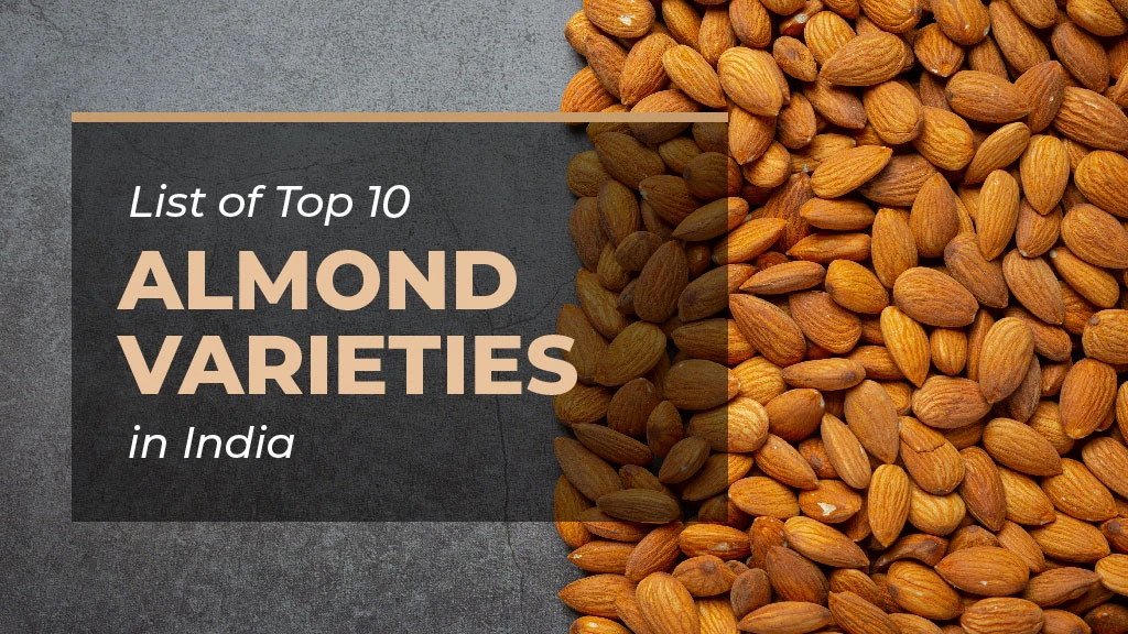 Know the List of Top 10 Almond Varieties in India