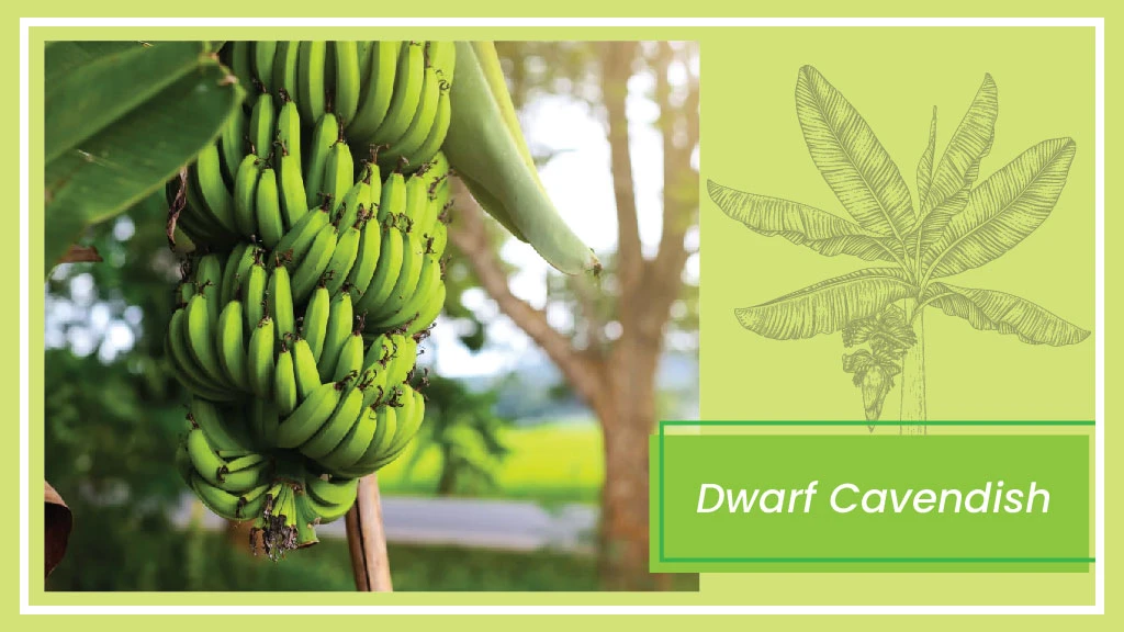 Banana Varieties - Dwarf Cavendish