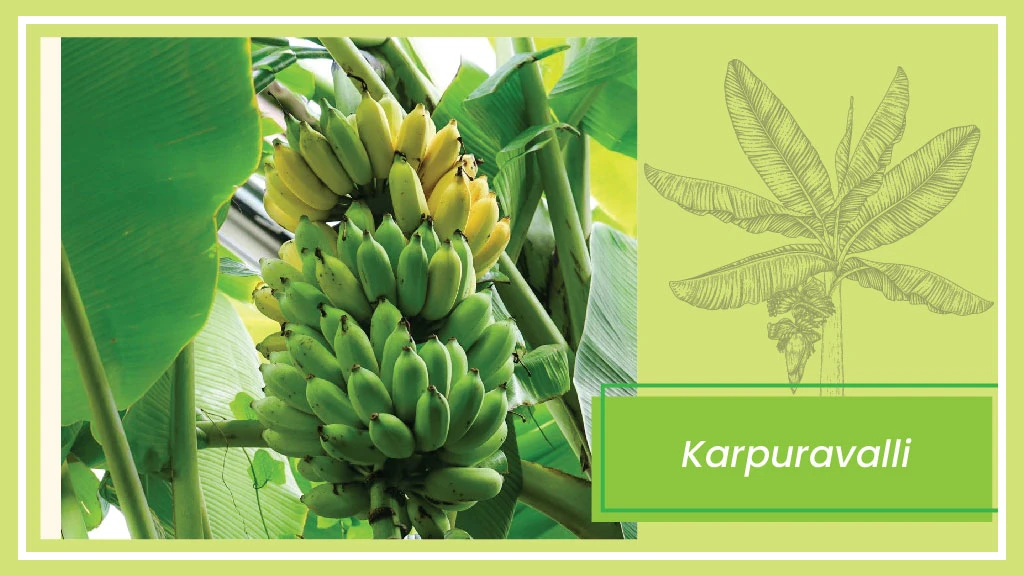 Banana Varieties - Karpuravalli