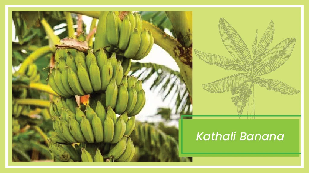 Banana Varieties - Kathali Banana