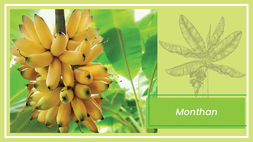Banana Varieties - Monthan
