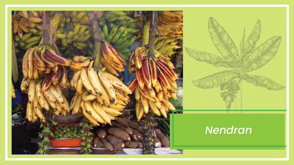 Banana Varieties - Nendran