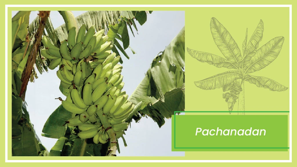 Banana Varieties - Pachanadan