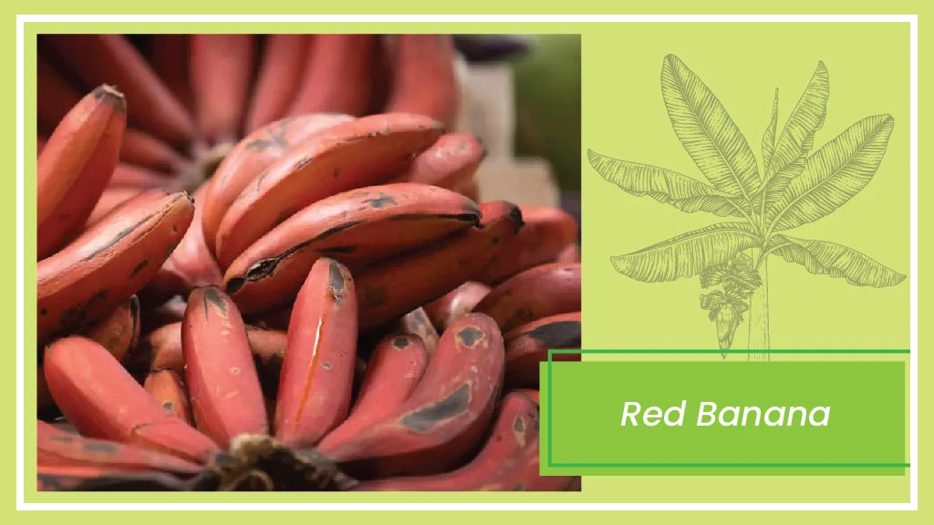 Banana Varieties - Red Banana