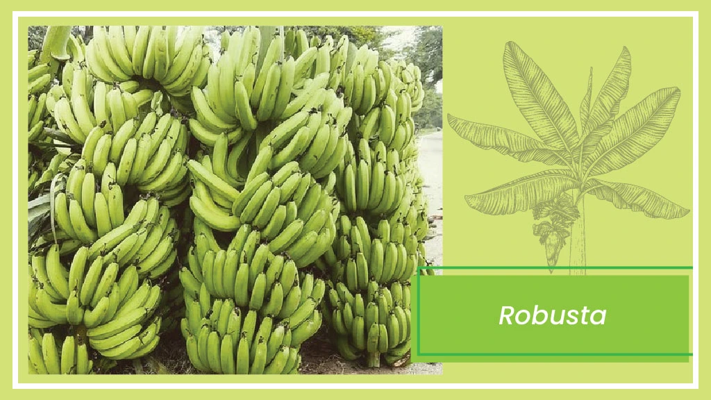 Banana Varieties - Robusta
