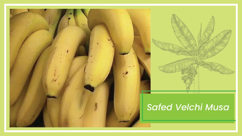 Banana Varieties - Safed Velchi Musa