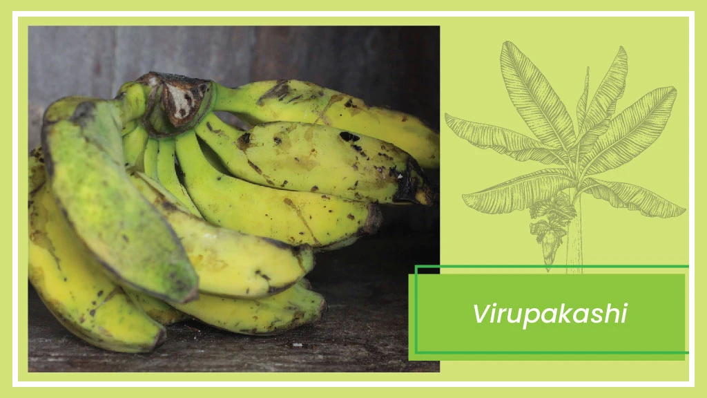 Banana Varieties - Virupakashi