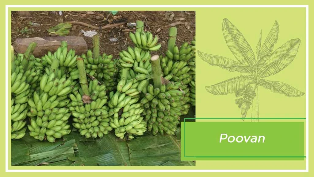 Banana Varieties - Ney Poovan