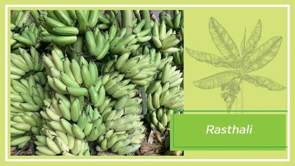 Banana Varieties - Rasthali