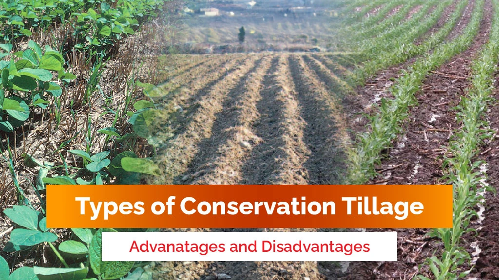 Types of Conservation Tillage: Their Advantages and Disadvantages