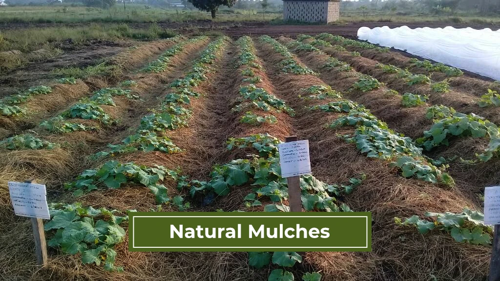 Mulch Types - Natural Mulches