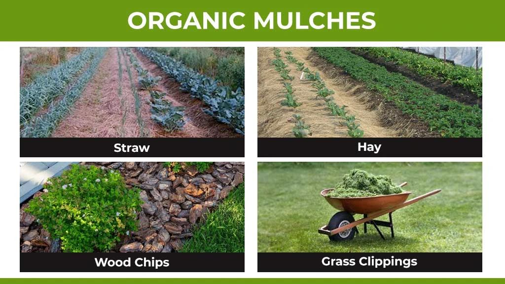 Types of Mulching - Organic Mulches