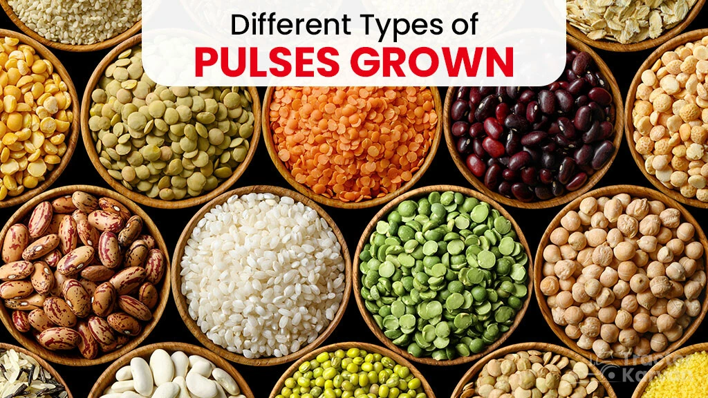 Different Types of Pulses Grown in India: A Complete Pulses List